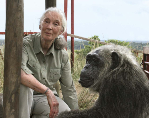 Jane Goodall with a chimpanzee