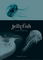 Animal: Jellyfish