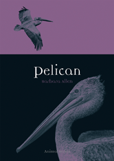 Animal: Pelican
